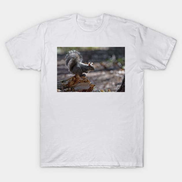 Gray Squirrel T-Shirt by jaydee1400